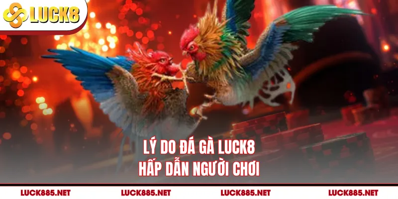 Lý do đá gà LUCK8 hấp dẫn người chơi